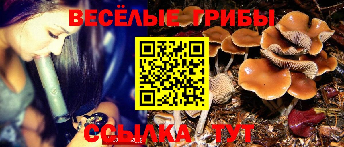 Псилоцибиновые грибы Psilocybe  Вход с VPN  Кисловодск 